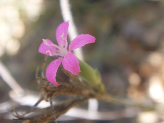 Cariofillacea ? - Dianthus armeria